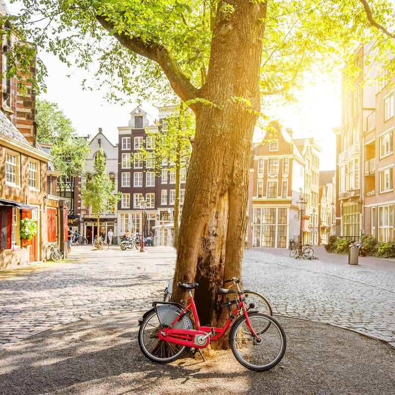 Bike resting against a tree